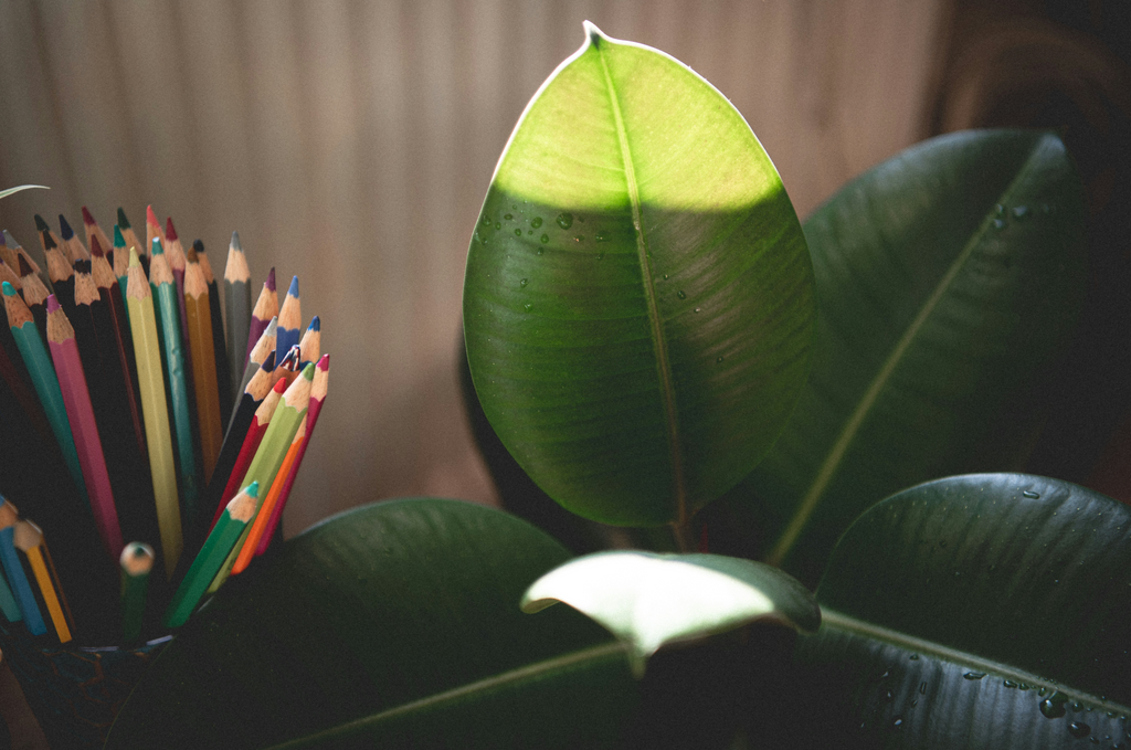 Introduction to Plantable Paper Pencils